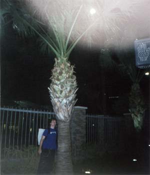 Mon ami le palmier