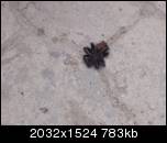Une tarentule morte dans une rue de Flores
