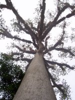 Cet arbre, la ceiba, était l'arbre sacré des mayas. On dirait des branches en pattes de tarentule!