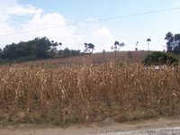 Champ de blé du Guatemala