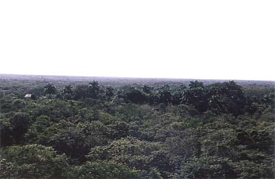 La jungle du Yucatan