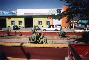 Les cactus